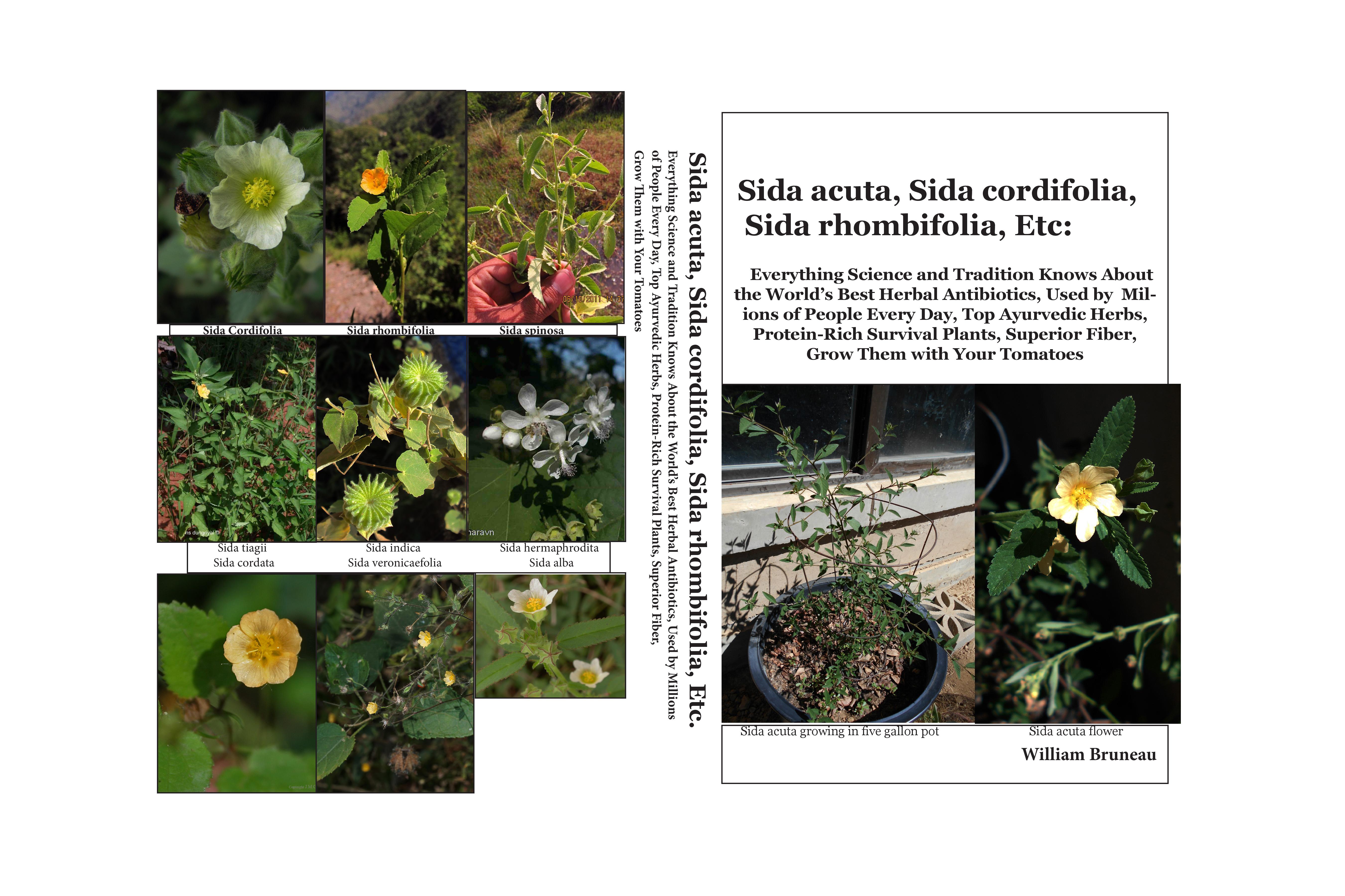  Sida acuta, Sida cordifolia, Sida rhombifolia, Etc. book cover